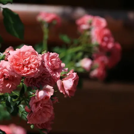 Brvnara Moj San - Log My Dream *